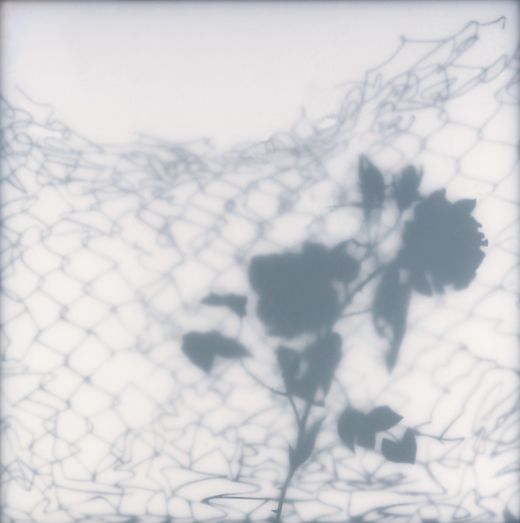 Alles über die Rose, 2002, Annette Schröter